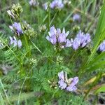 Astragalus danicus Flor