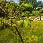 Albizia harveyi Fulla