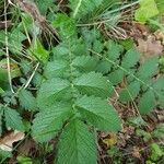 Agrimonia eupatoria Blad