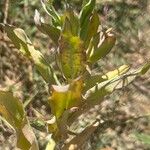 Gypsophila vaccaria Leaf