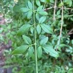 Jasminum nudiflorum Leaf