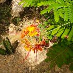 Caesalpinia pulcherrima Flower