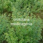 Crotalaria medicaginea Folio