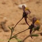 Linaria pedunculata 其他