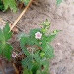 Geranium sibiricum Květ