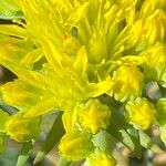 Petrosedum montanum Blüte