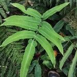 Dryopteris sieboldii Leaf