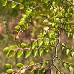 Nothofagus solandri Leaf