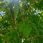 Harpullia arborea Bark