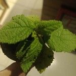 Lippia alba Foglia