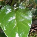 Ficus nymphaeifolia Лист