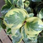 Peperomia obtusifolia Leaf