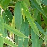 Phyllostachys aurea Leaf