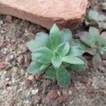 Aeonium decorum Feuille