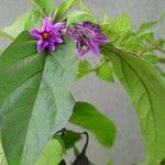 Solanum melongena برگ