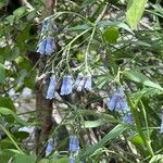 Mertensia ciliata 花