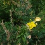 Oenothera biennisFlor