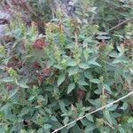 Acalypha phleoides موطن