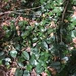 Asarum caudatum Yaprak