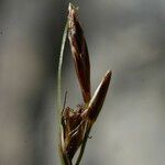 Carex mucronata Fruto