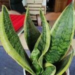 Sansevieria trifasciata পাতা