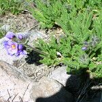 Polemonium elegans Habit