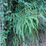 Gleichenella pectinata Hábito
