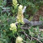 Castilleja sulphurea Fleur