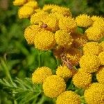 Tanacetum vulgare Kwiat