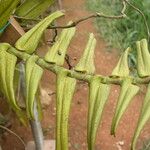 Calyptrochilum christyanum Fruto