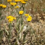 Inula oculus-christi 形態