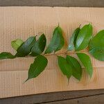 Myrcia decorticans Leaf