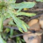 Filago pyramidata Jani