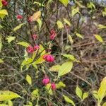 Euonymus europaeus Ffrwyth