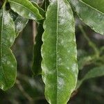 Pittosporum senacia Leht