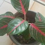 Aglaonema commutatumFolha