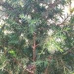 Juniperus macrocarpa Blad