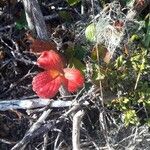 Fragaria chiloensis Leaf