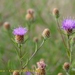 Centaurea decipiens Otro