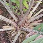 Encephalartos pterogonus बार्क (छाल)