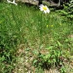 Leucanthemum adustum Habitat