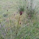 Schoenus nigricans Blüte