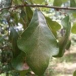 Quercus nigra ഇല