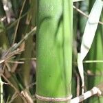 Bambusa vulgaris Кора