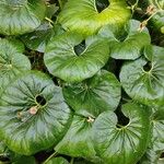 Farfugium japonicum Folha