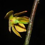 Isolona hexaloba Flower