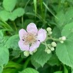 Rubus ulmifoliusKvět