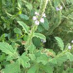 Verbena lasiostachys പുഷ്പം