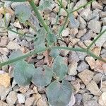 Eriogonum deflexum List