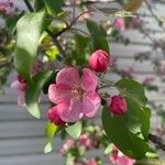 Malus × floribundaKukka